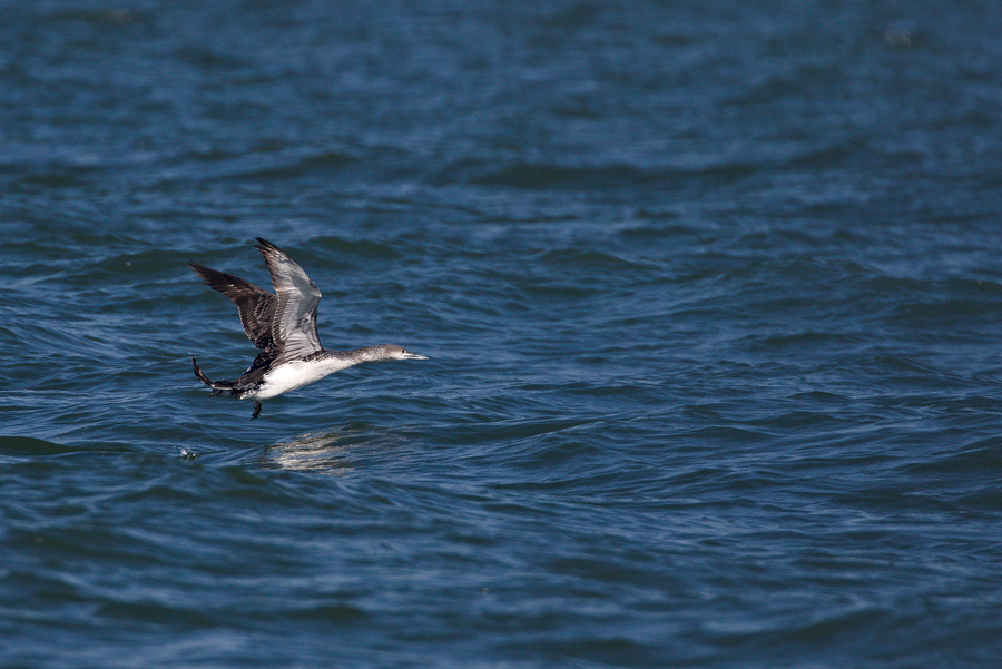 Plongeon catmarin en vol