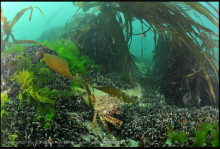 Moulières  à M. edulis et l’araignée (Maja brachydactyla)
