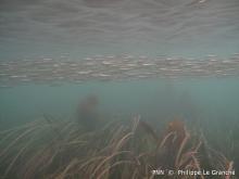 Herbier de zostères marines de l'anse du Vicq