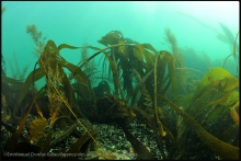 Forêt de laminaires